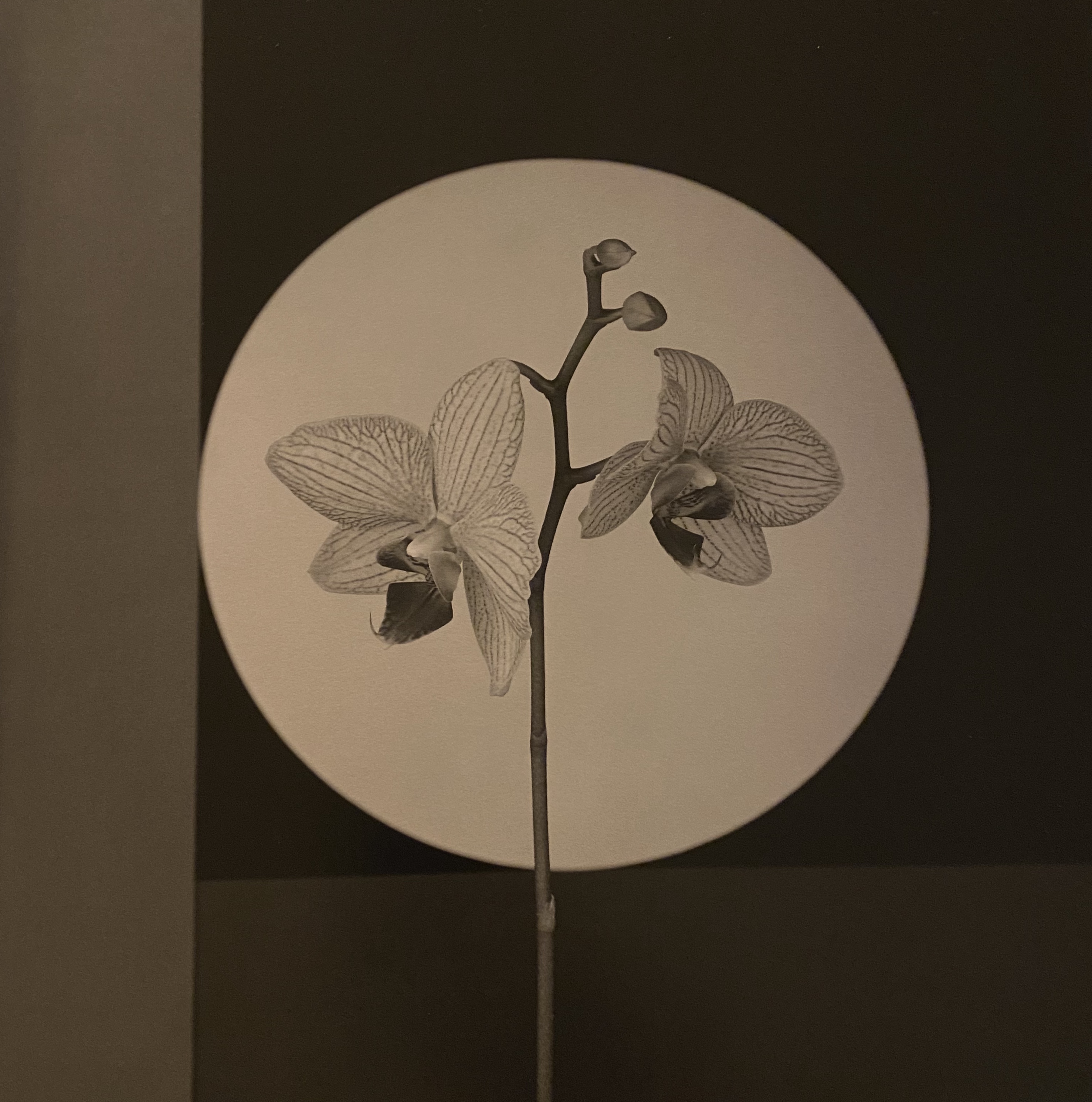 Two orchids on a geometric backdrop