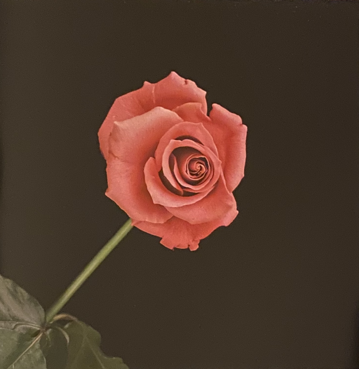 A single rose, centered on a black background