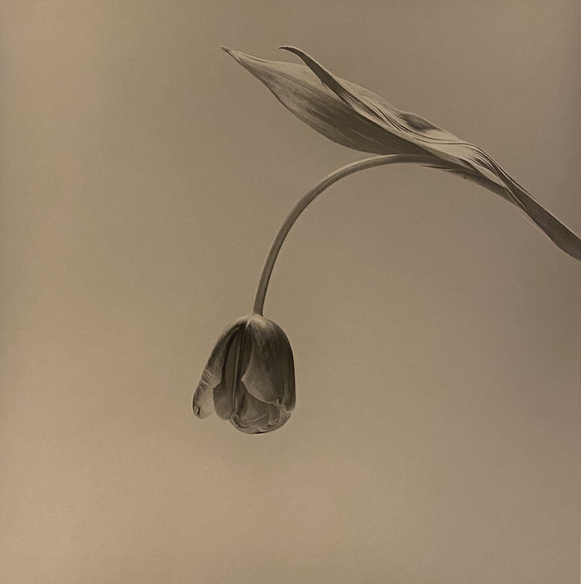 A single tulip, arcing down towards the ground on a midtone gray background