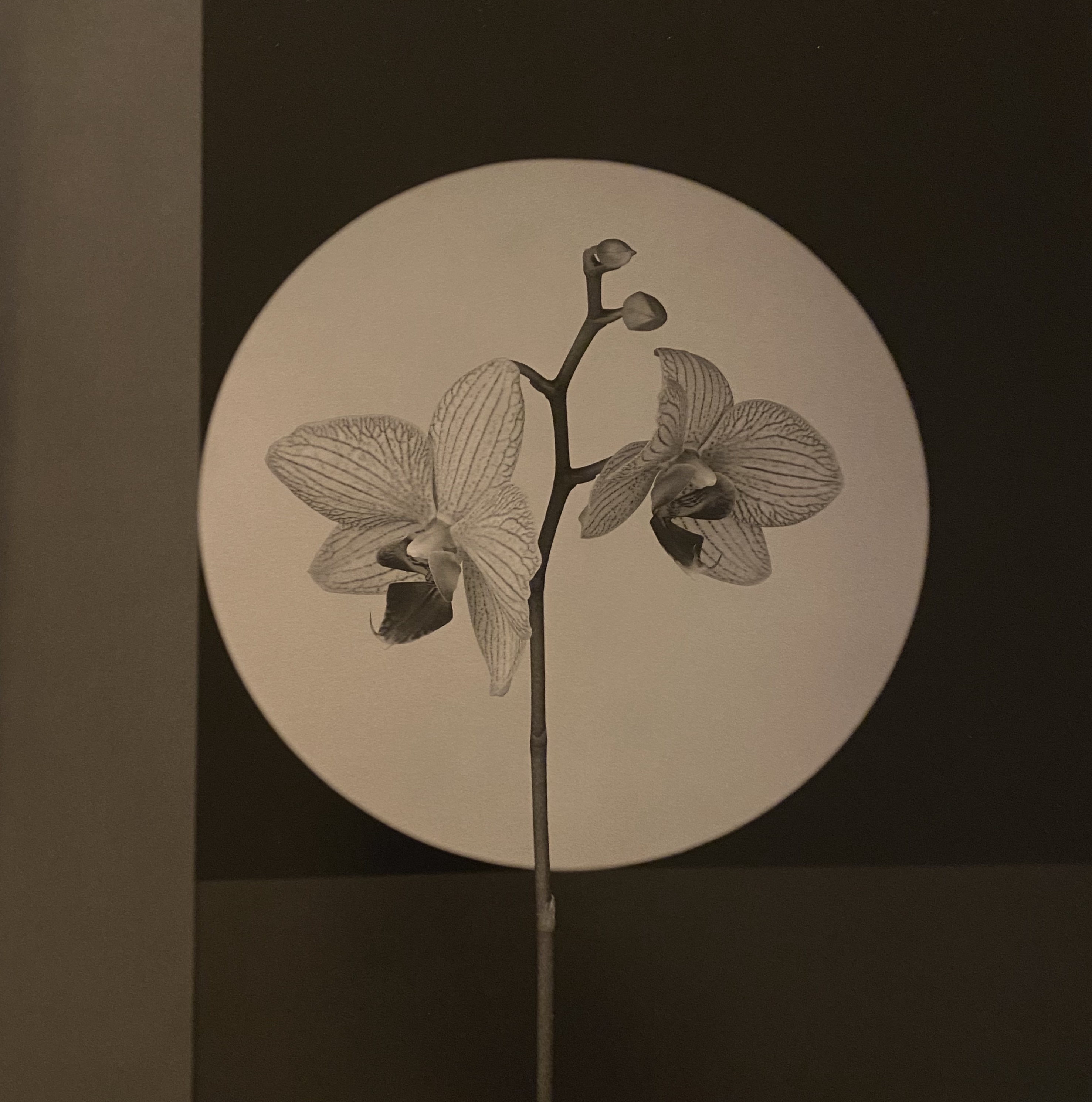 Robert Mapplethorpe's Flowers | ikebana.website