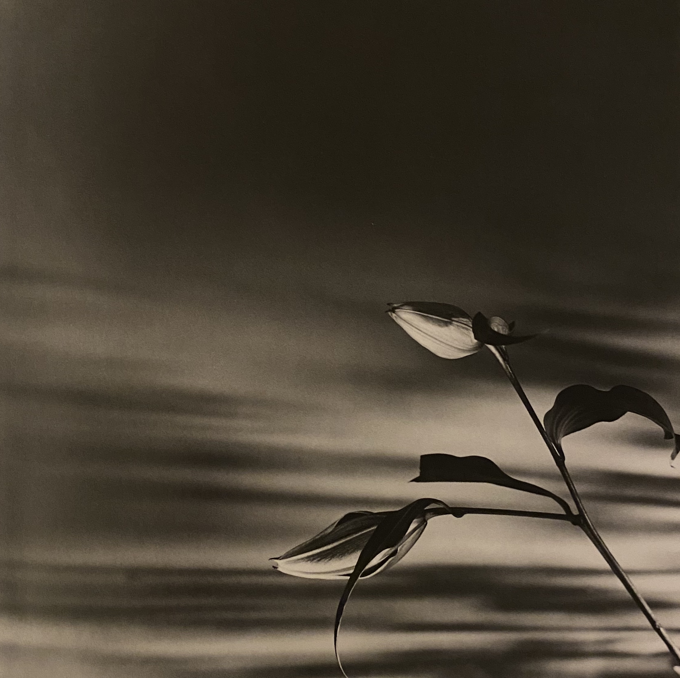 Two lillies in the bottom right corner, on a scrunched up cloth background